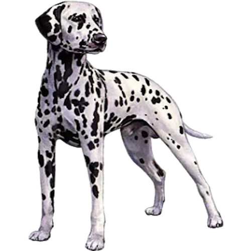 Bell Fire and Life Safety